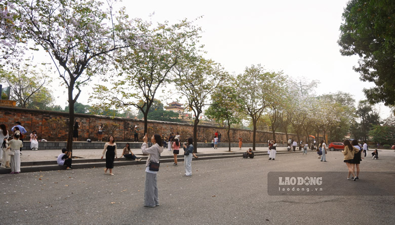 Hằng năm, mỗi khi tháng 3 về, phố phường Hà Nội lại “khoác lên” những sắc màu rực rỡ của muôn loài hoa. Những ngày này, trên đường Hoàng Diệu, đường Bắc Sơn tràn ngập sắc hoa ban trắng.