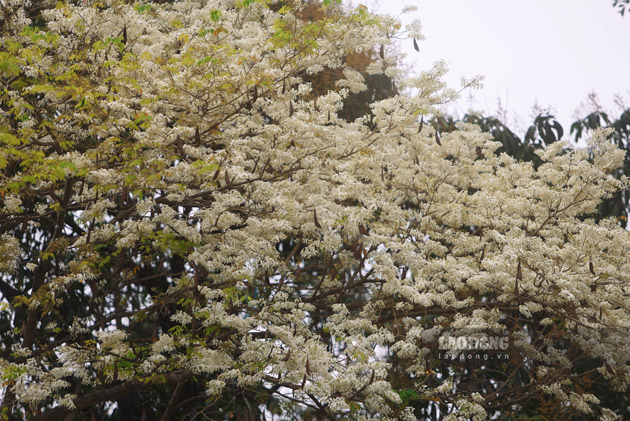 Những cây sưa to, hoa trắng cả góc trời cũng tô điểm cho Thủ đô