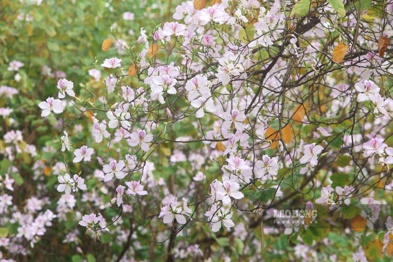 Hoa ban vốn là loài hoa đặc trưng của vùng Tây Bắc, nhưng nay đã được trồng tại Hà Nội. Với vẻ đẹp đặc trưng của loài hoa núi rừng, mỗi khi hoa ban nở, rất nhiều người dân đã đổ về đây để ngắm và chụp ảnh.