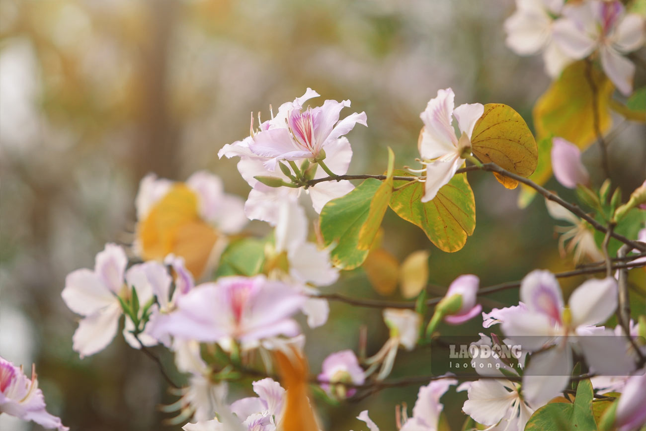 Dù là hoa ban trắng, nhưng cánh hoa vẫn phảng phất sắc tím, tạo nên vẻ đẹp nhẹ nhàng, nên thơ.