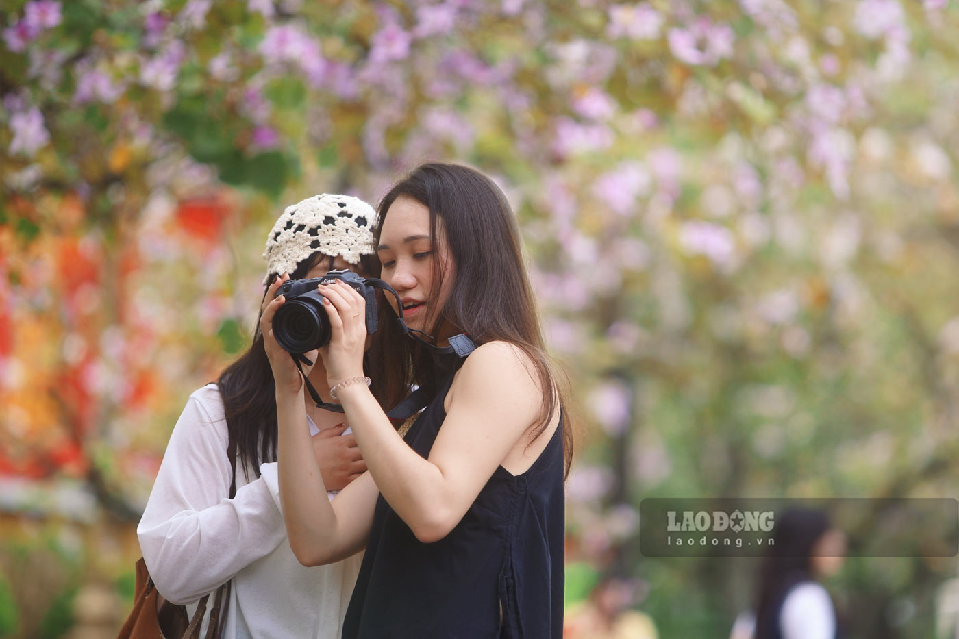 Chính sắc trắng tinh khôi của hoa ban đã tạo nên một phông nền hoàn hảo, khiến ai đi ngang qua cũng muốn dừng chân lưu lại những khoảnh khắc đẹp.