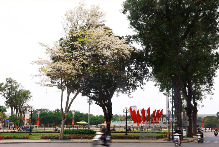 Những ngày này, Hà Nội không chỉ rực rỡ sắc hoa ban mà còn dịu dàng khoác lên mình tấm áo tinh khôi của hoa sưa trắng.