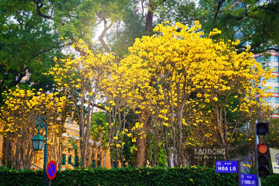 Bên cạnh sắc trắng tinh khôi của hoa ban, hoa sưa, nhiều tuyến phố Hà Nội còn rực rỡ với màu vàng của hoa phong linh. Vẻ đẹp dịu dàng vốn có của Thủ đô vì thế càng trở nên ấn tượng hơn khi mùa hoa về.