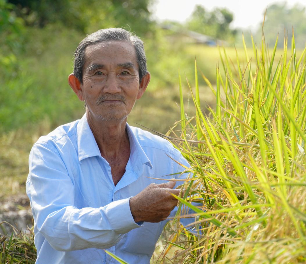 Ông Hứa Thành Nghĩa – Giám đốc HTX Nông nghiệp Nghĩa Thắng – cho biết, HTX hiện có hơn 100ha chuyên sản xuất giống ST24, ST25 cấp xác nhận. Nhờ tuân thủ đúng kỹ thuật, năng suất bình quân đạt trên 7 tấn/ha. Với giá 9.000 đồng/kg, sau khi trừ chi phí, lợi nhuận đạt khoảng 30 triệu đồng/ha. Bình quân 2 vụ/năm, nông dân có thể lãi 50–60 triệu đồng/ha; hộ sản xuất tốt đạt 65–70 triệu đồng/ha.