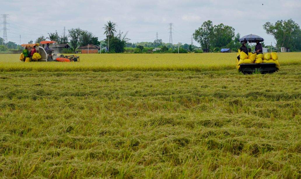 Vụ Đông Xuân 2026 tại khụ vực Đại Tâm thuộc phường Mỹ Xuyên (TP Cần Thơ) khép lại trong sự phấn khởi. Những cánh đồng lúa giống ST25 cấp xác nhận trải dài ngút ngàn, báo hiệu một mùa thu hoạch bội thu.