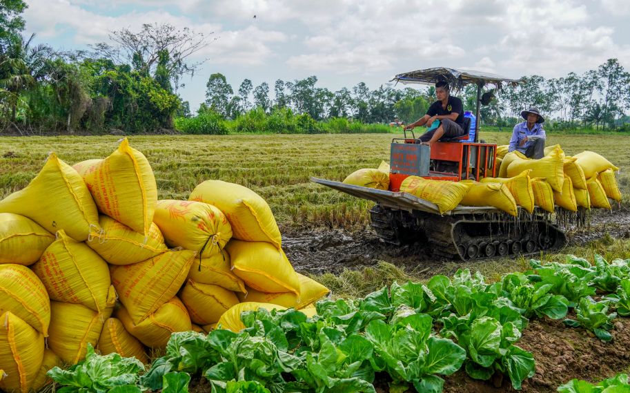Ông Trung Ký Huốn (phường Mỹ Xuyên, TP Cần Thơ) cho biết đây là vụ đạt năng suất cao nhất trong gần 10 năm gia đình ông gắn bó với giống lúa này. “Cùng diện tích đó, những năm trước bình quân khoảng 52–53 bao lúa, năm nay lên tới 78 bao, tính ra hơn 3 tấn. Giá 9.000 đồng/kg là có lời, bà con ai cũng mừng“, ông Huốn chia sẻ