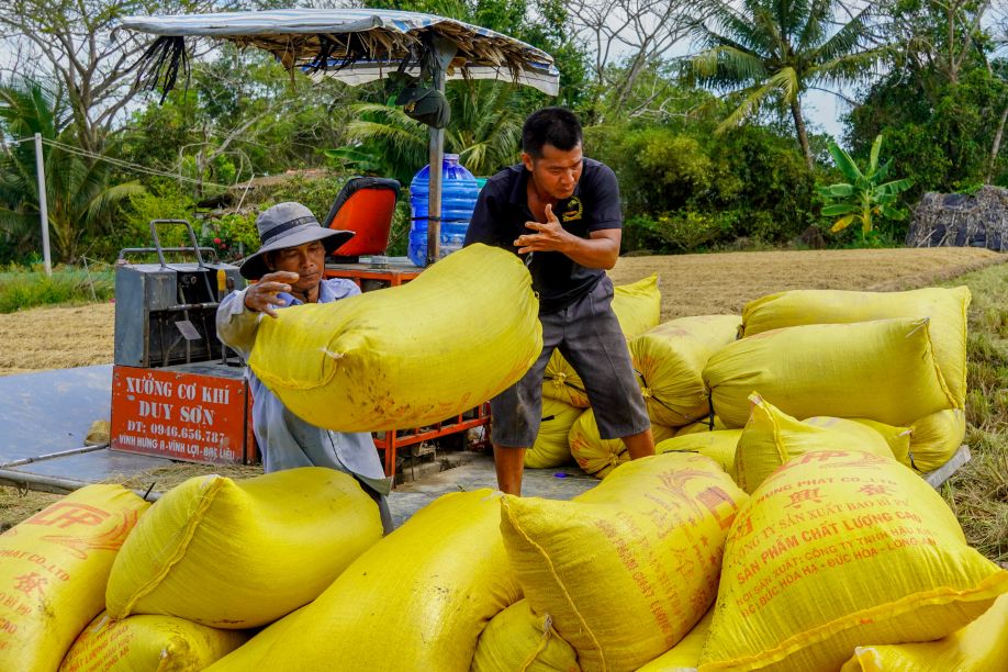 Ông Lâm Văn Hùng cho biết, với 5.000m² với năng suất đạt trên 700kg/1.000m², cao hơn mặt bằng chung. “Điều quan trọng nhất là được bao tiêu ổn định. Dù thu hoạch trước hay sau, doanh nghiệp vẫn giữ nguyên giá. Không còn cảnh lo bị ép giá khi vào cao điểm”, ông nói.