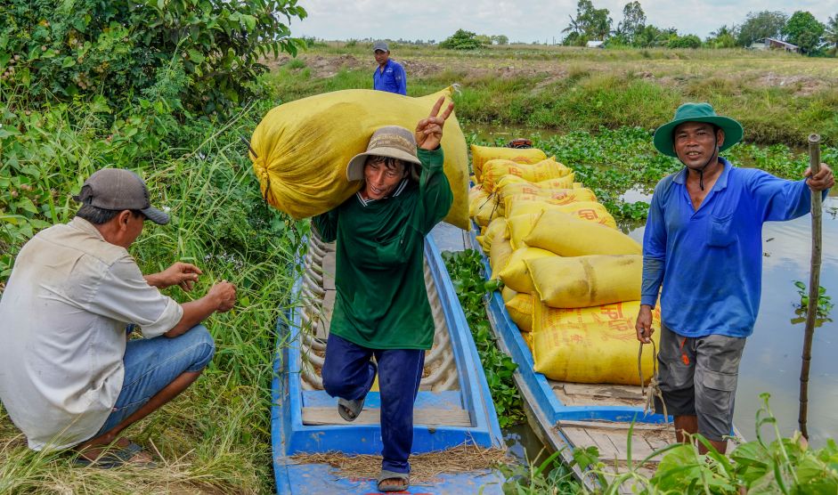 Từ năm 2004, khi các dòng lúa ST còn xa lạ với thị trường, nông dân nơi đây đã mạnh dạn đưa giống mới vào sản xuất. Đến nay hơn 3/4 diện tích lúa ở Đại Tâm đã chuyển sang canh tác các dòng ST, chủ yếu là ST24 và ST25. Có thời điểm diện tích liên kết sản xuất giống vượt 500ha, cung ứng hơn 3.000 tấn lúa giống mỗi năm.