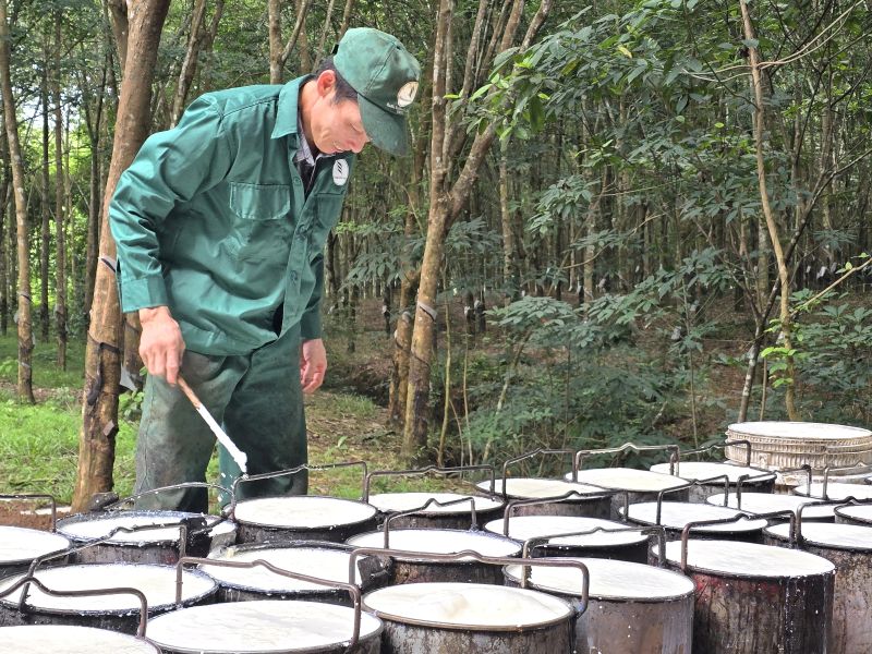 Occupational skin disease due to exposure to natural rubber and rubber additive chemicals is one of 35 occupational diseases entitled to social insurance. Photo: Nam Duong