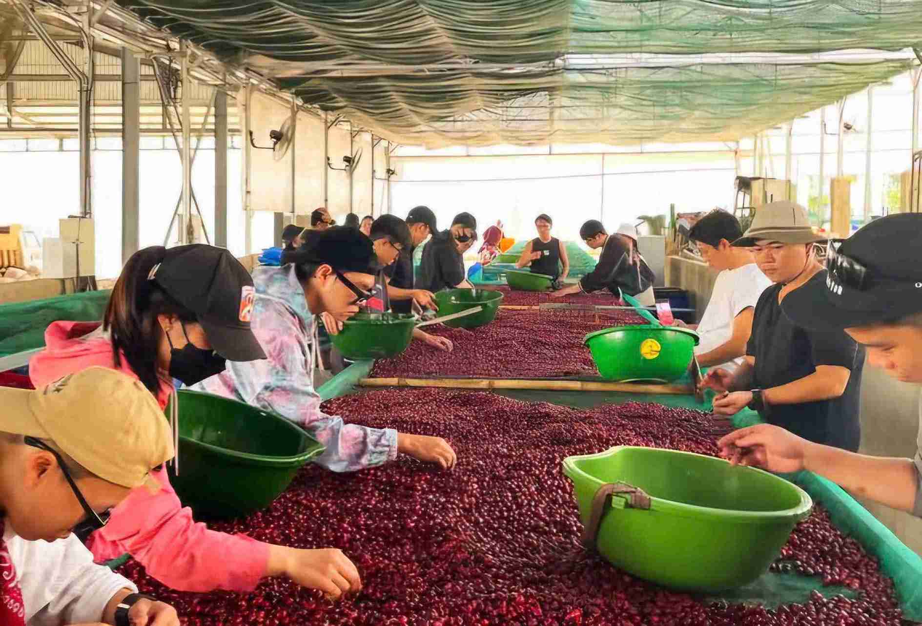 Coffee prices are recovering and tending to increase again after Tet. Photo: Phuc Khanh