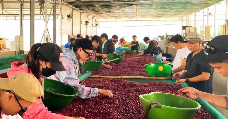 Giá cà phê Tây Nguyên cuối vụ tăng nhẹ, nông dân cơ bản đã bán hết