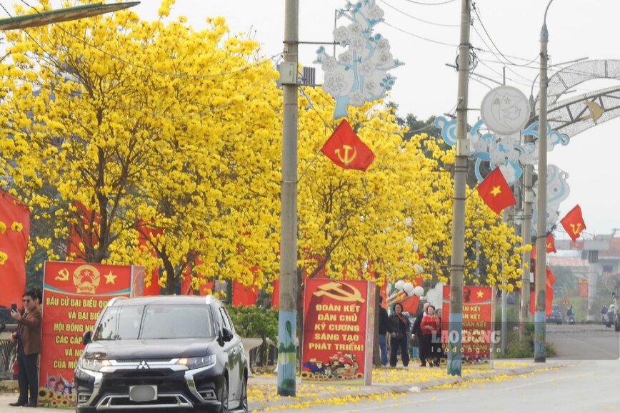 Yellow maple blossoms bloom brightly along National Highway 32 section passing through Tam Nong commune. Photo: To Cong