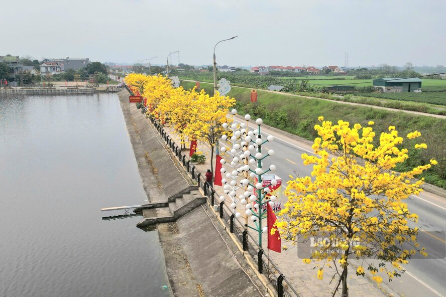 Tuyến Quốc lộ 32 được tô điểm thêm vẻ đẹp bởi hàng hoa vàng rực. Ảnh: Tô Công