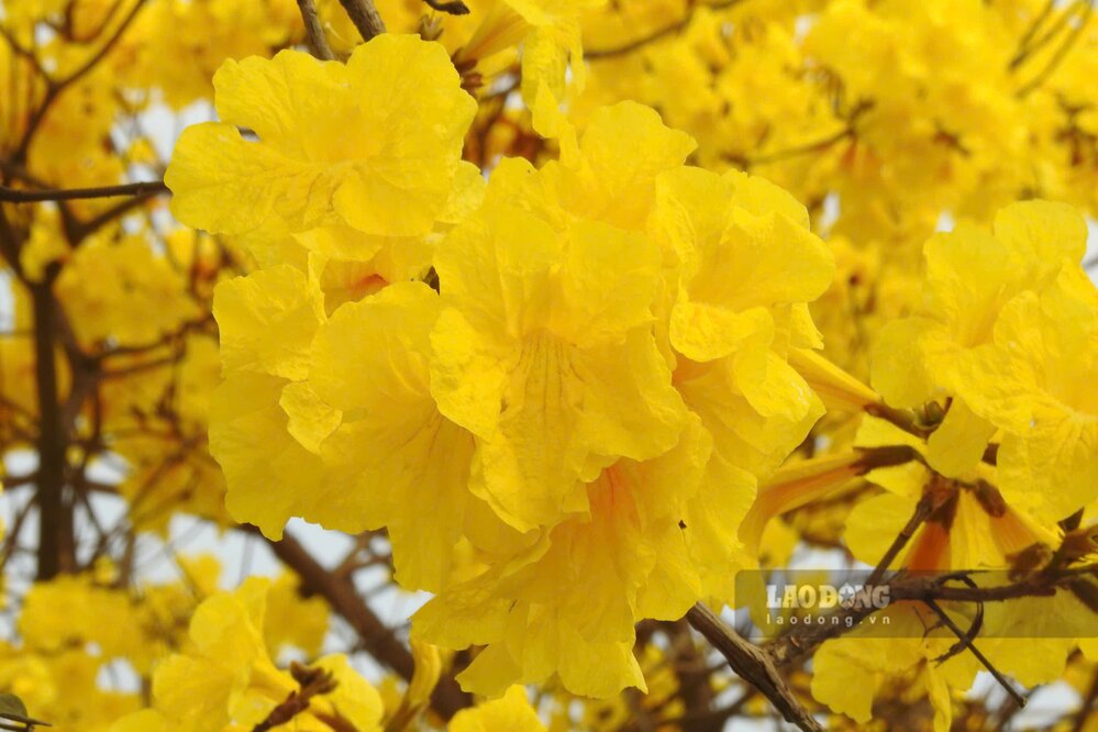 Chỉ khoảng 2 tuần là hoa sẽ rụng hết. Ảnh: Tô Công