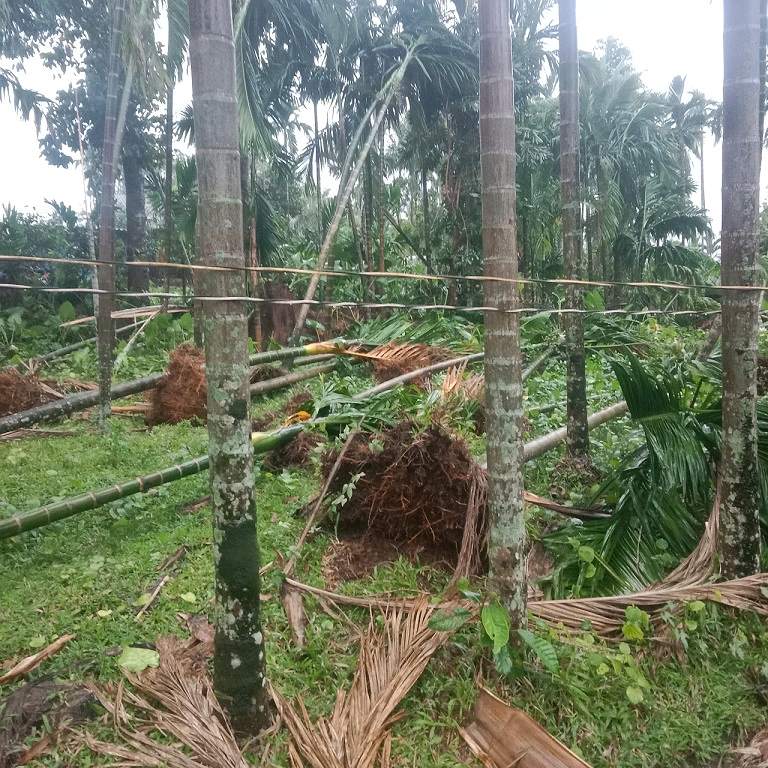 Nhiều diện tích cau bị ngã đổ. Ảnh: Thành Minh