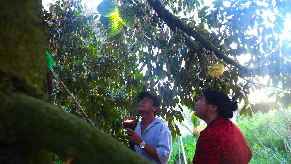 Unseasonal rain forecast appears, affecting main durian crop yield in the Mekong Delta