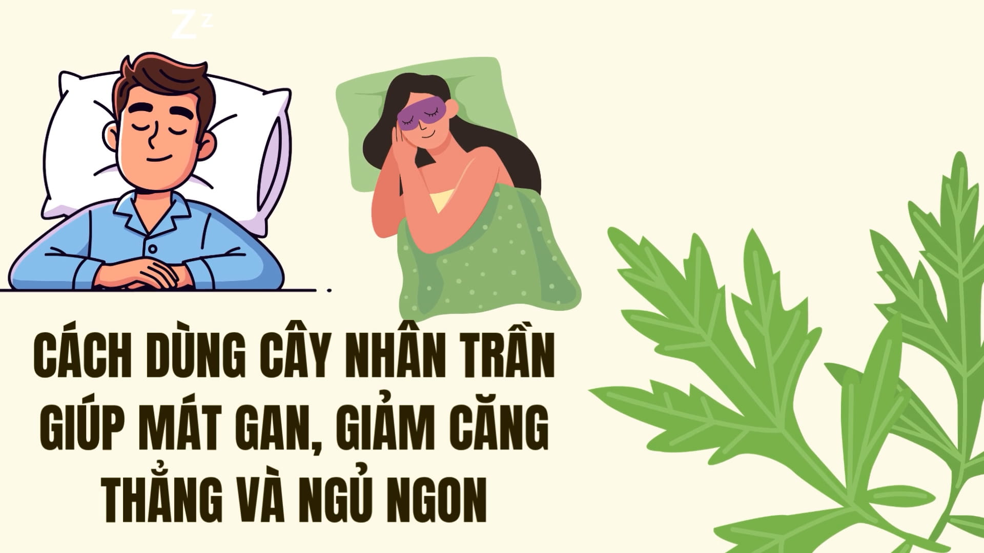 Comment utiliser la plante nhân trần pour rafraîchir le foie, réduire le stress et bien dormir