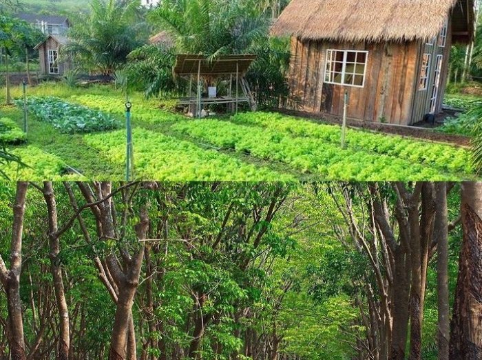 Term of use when converting from annual crop land to special-use forest land