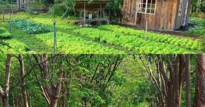 Điều khoản sử dụng khi chuyển đổi đất trồng trọt sang rừng đặc dụng