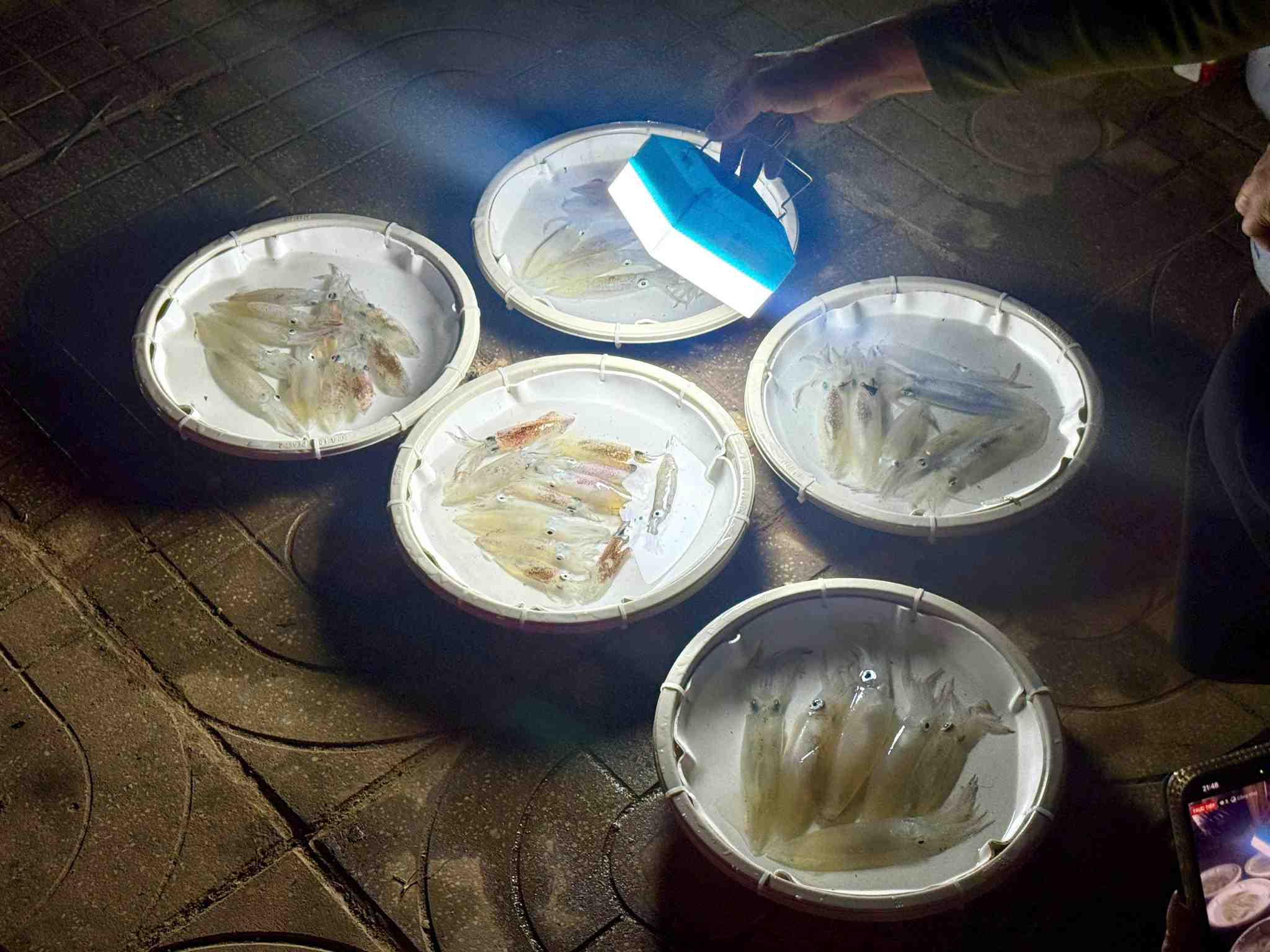 Mực được đánh bắt trong đêm và bán ngay khi vào bờ nên luôn tươi sống. Ảnh: Mai Ngân