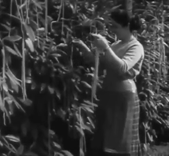 Người phụ nữ thu hoạch mì spaghetti trên cây. Ảnh: Cắt từ phóng sự