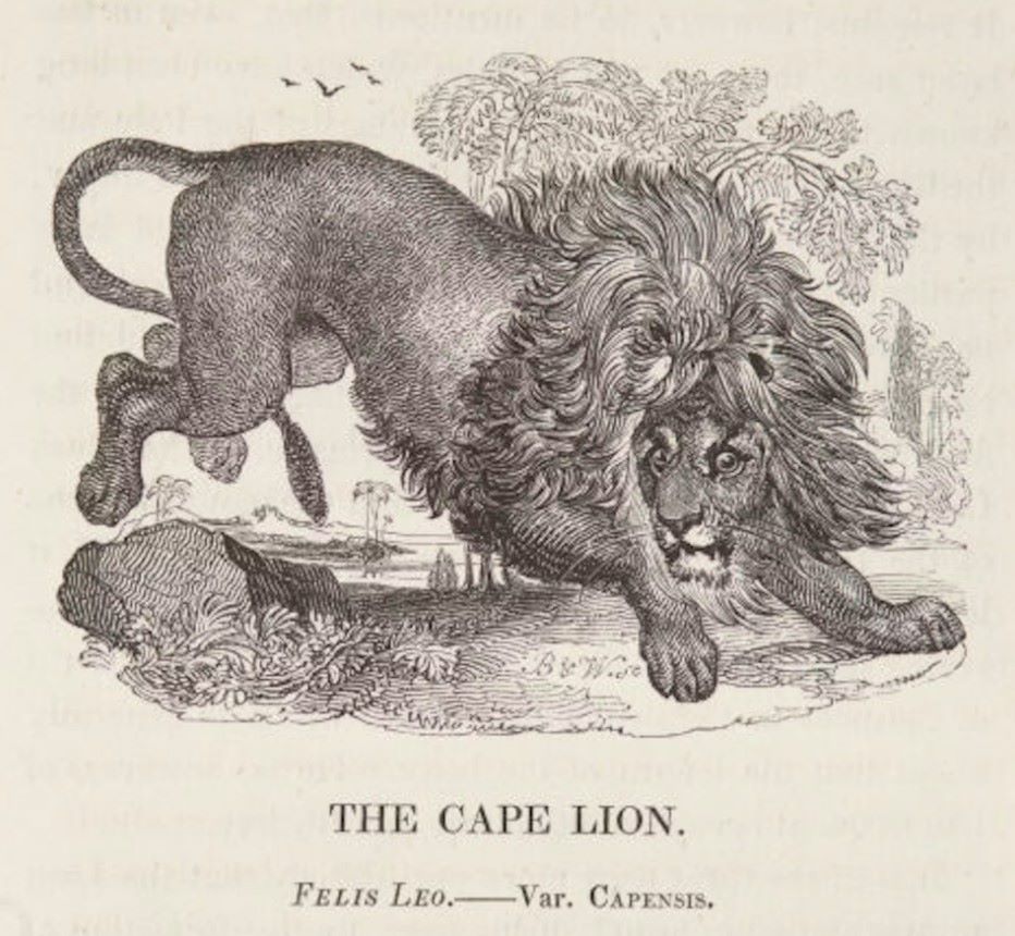 Hình minh họa một trong những con sư tử tại Tháp London, trích từ cuốn lịch sử về vườn thú do Edward Turner Bennett - Phó Thư ký Hội Động vật học London - biên soạn, ngay trước khi các loài động vật được chuyển khỏi Tháp đến Regent’s Park vào thế kỷ 19. Ảnh: Historic Royal Palaces