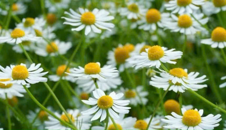 Unexpected benefits of chamomile for health. Photo: Minh Thi