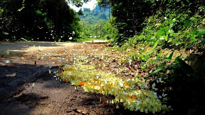 Temporada de mariposas en el Parque Nacional Cuc Phuong, Ninh Binh. Foto de : Centro de Promoción Turística de Ninh Binh
