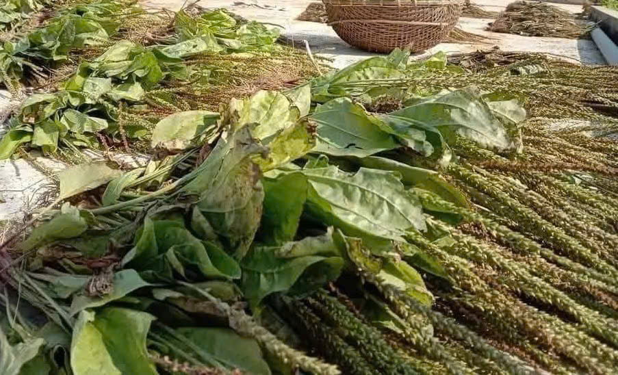Le plantain séché peut aider le corps à éliminer l'acide urique. Photo: Cao Thanh.