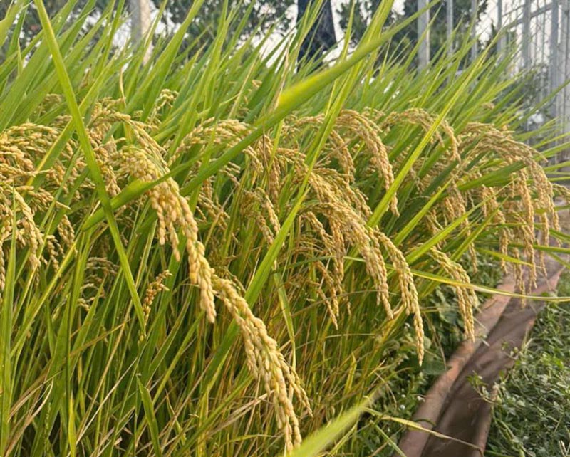 Many rice fields are ripe, but cannot be harvested due to lack of harvesters. Photo: Thanh Nhan
