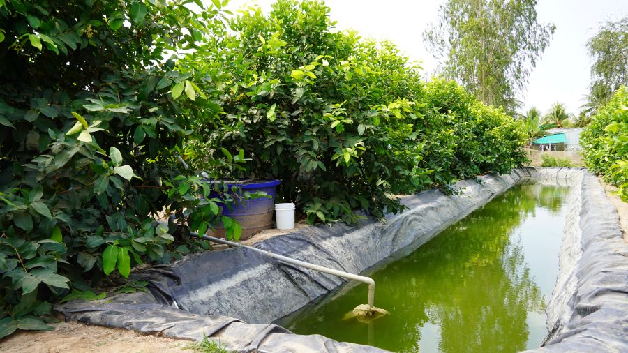 Nông dân tận dụng nguồn nước trữ để duy trì sản xuất. Ảnh: Phương Anh