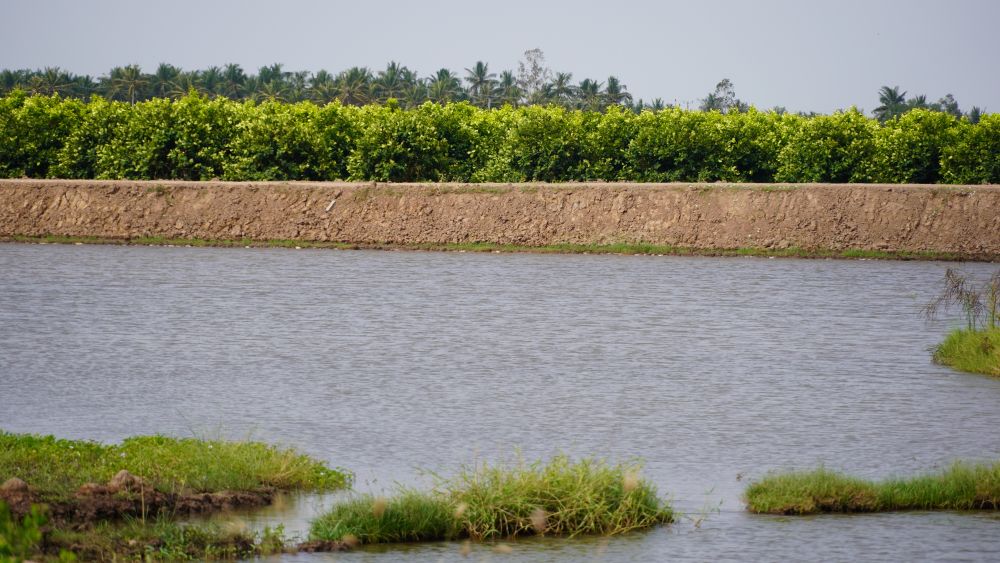 Hồ trữ nước ngọt giúp nhà vườn chủ động tưới tiêu mùa khô. Ảnh: Phương Anh