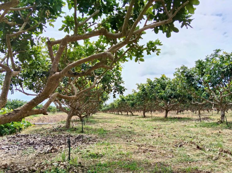 Vườn cây ăn trái phát triển ổn định nhờ thích ứng điều kiện mặn. Ảnh: Văn Đắc