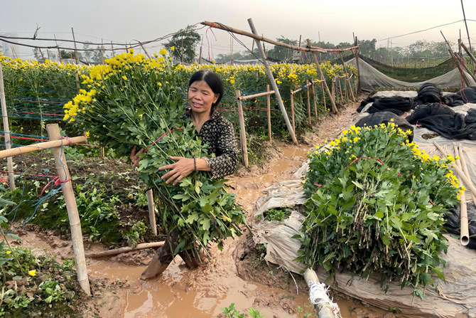 Trận mưa dông lớn khiến ruộng ngập úng, gây khó khăn cho người trồng hoa trong việc thu hoạch Ảnh: Tạ Mai