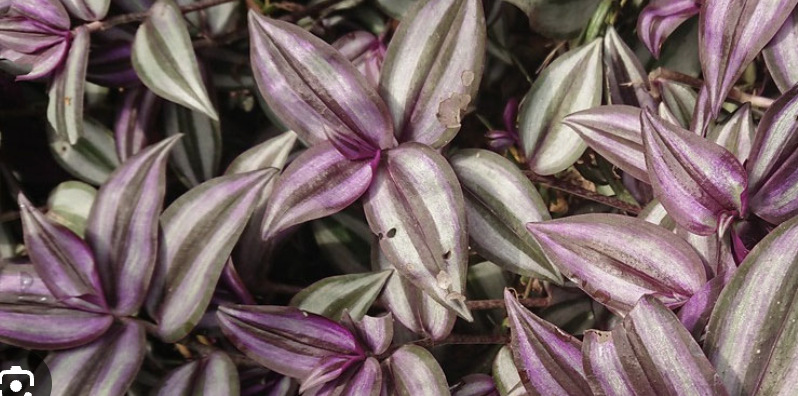 Not only impressing with its unique purple color, Thai Lai Purple is also easy to grow, requires little care and is believed by many to bring fortune. Photo: Thuy Duong