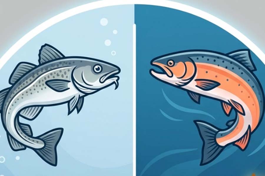 Cod and salmon: Nutritional and omega-3 differences. Graphics: Thien Nhan
