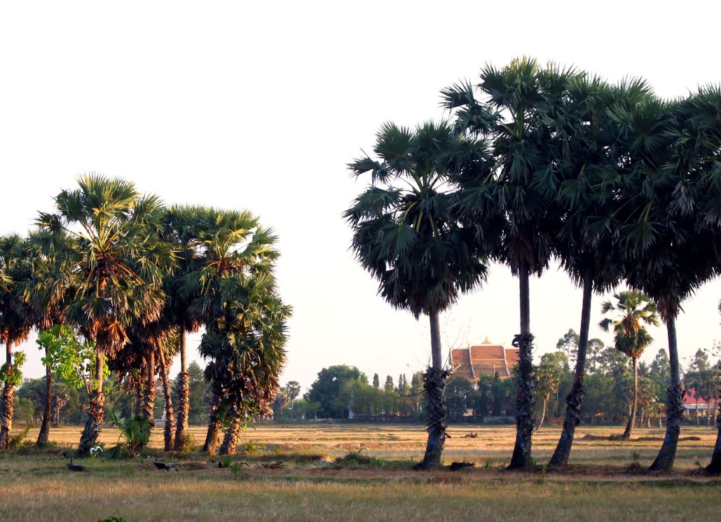 Chùa nép mình dưới màu xanh của cây cổ cụ, đặc biệt là cây Thốt nốt loại cây gắn bó với đồng bào Khmer như cây dừa với người Kinh. Ảnh: Lâm Điền