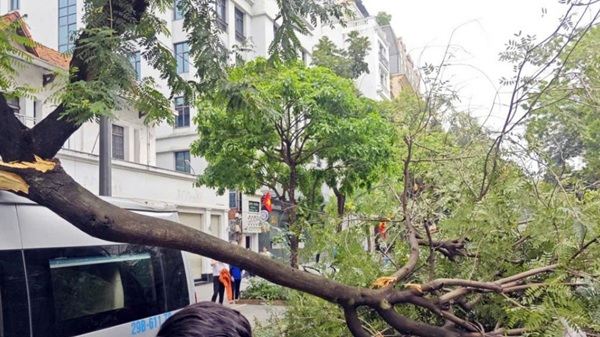 Broken green tree crushes car on Ba Trieu street, lucky time no one was injured. Photo: Dong Toan