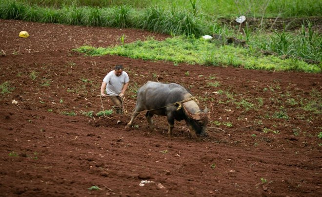 La localité changera de mentalité, passant d'une production pure à une économie agricole liée au tourisme d'expérience. Photo: Tân Văn