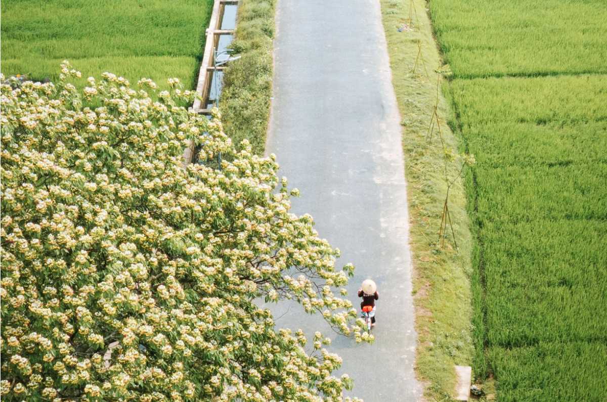 The vermicelli flower tree is like a giant raspberry tray in the rice field in Van Xuan commune, Hung Yen province. Photo: Trong Cung