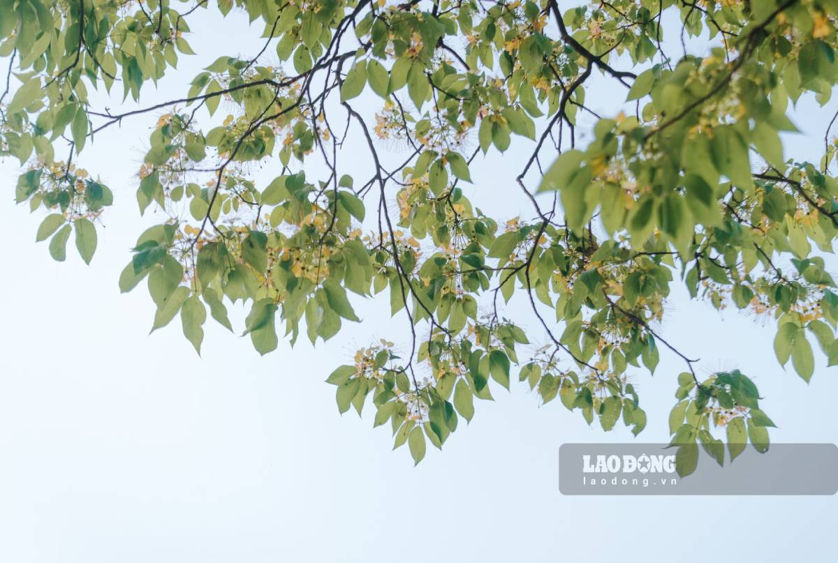 Cây hoa bún còn có tên gọi khác là Bạch hoa hay màn màn. Mỗi năm, vào khoảng tháng 3, cây lại bung nở rực rỡ, khoác lên mình một sắc vàng óng ả.