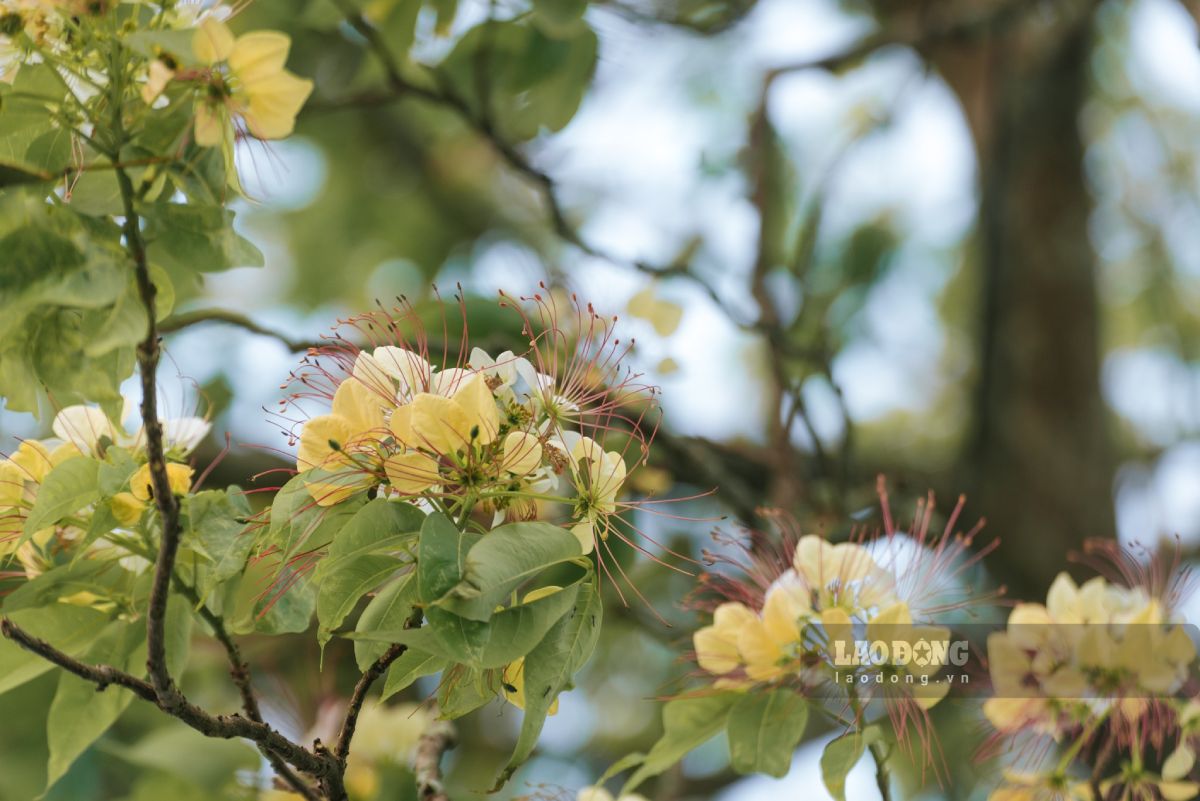 Hoa Bún mọc thành từng chùm phía đầu cành, màu hoa vàng, trắng xen lẫn sắc xanh của lá.