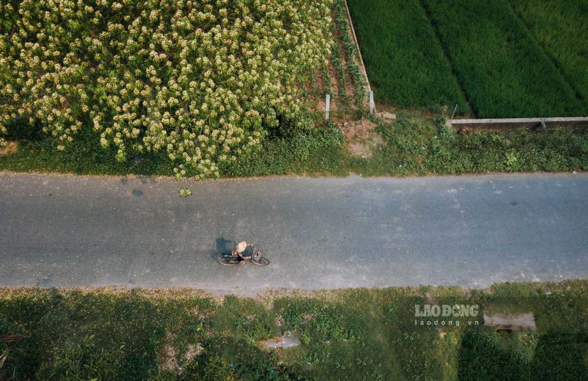 Anh Cung cho biết, cây hoa bún anh chụp là