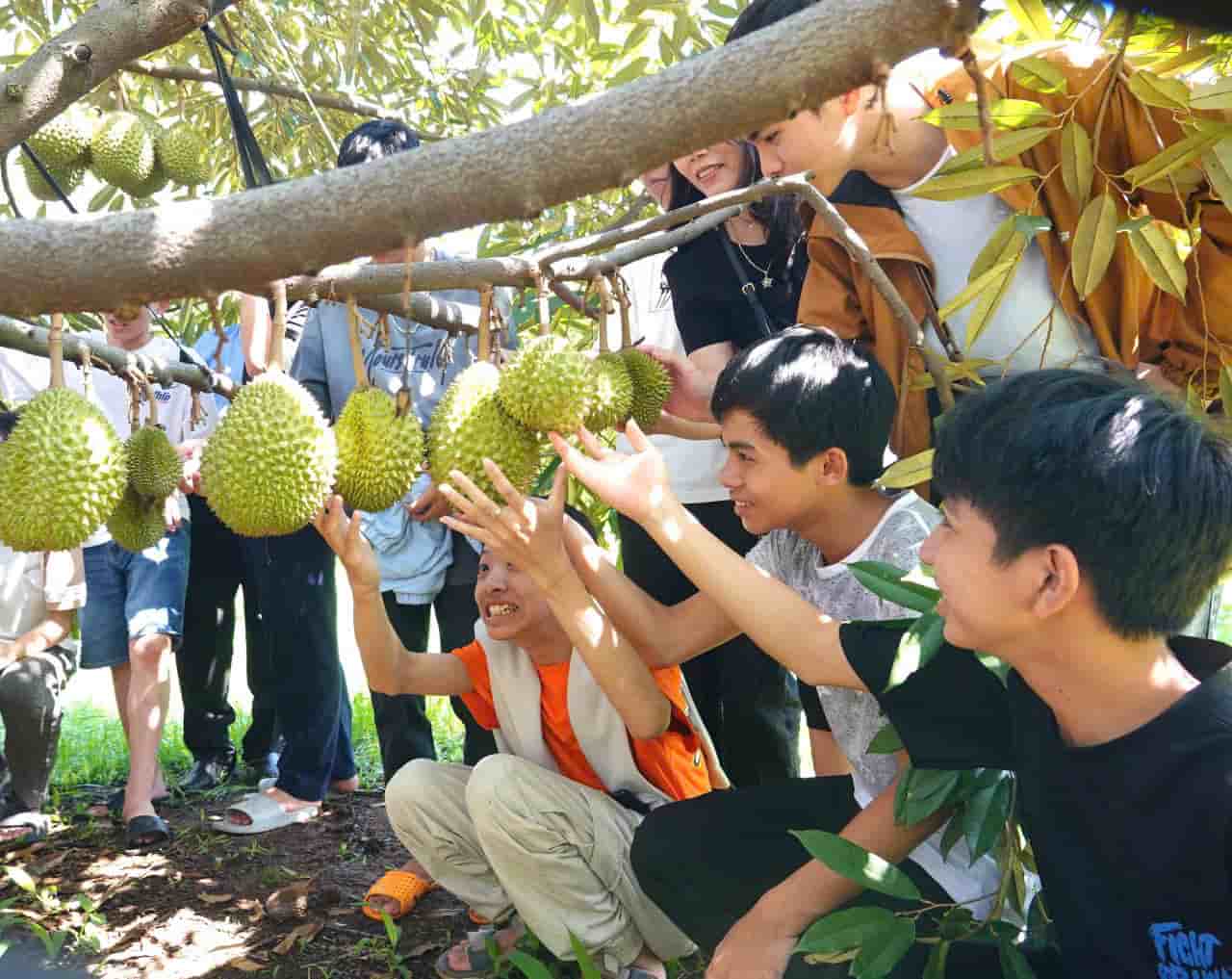 Học sinh trải nghiệm nông nghiệp sạch tại vườn. Ảnh: Thanh Tuấn