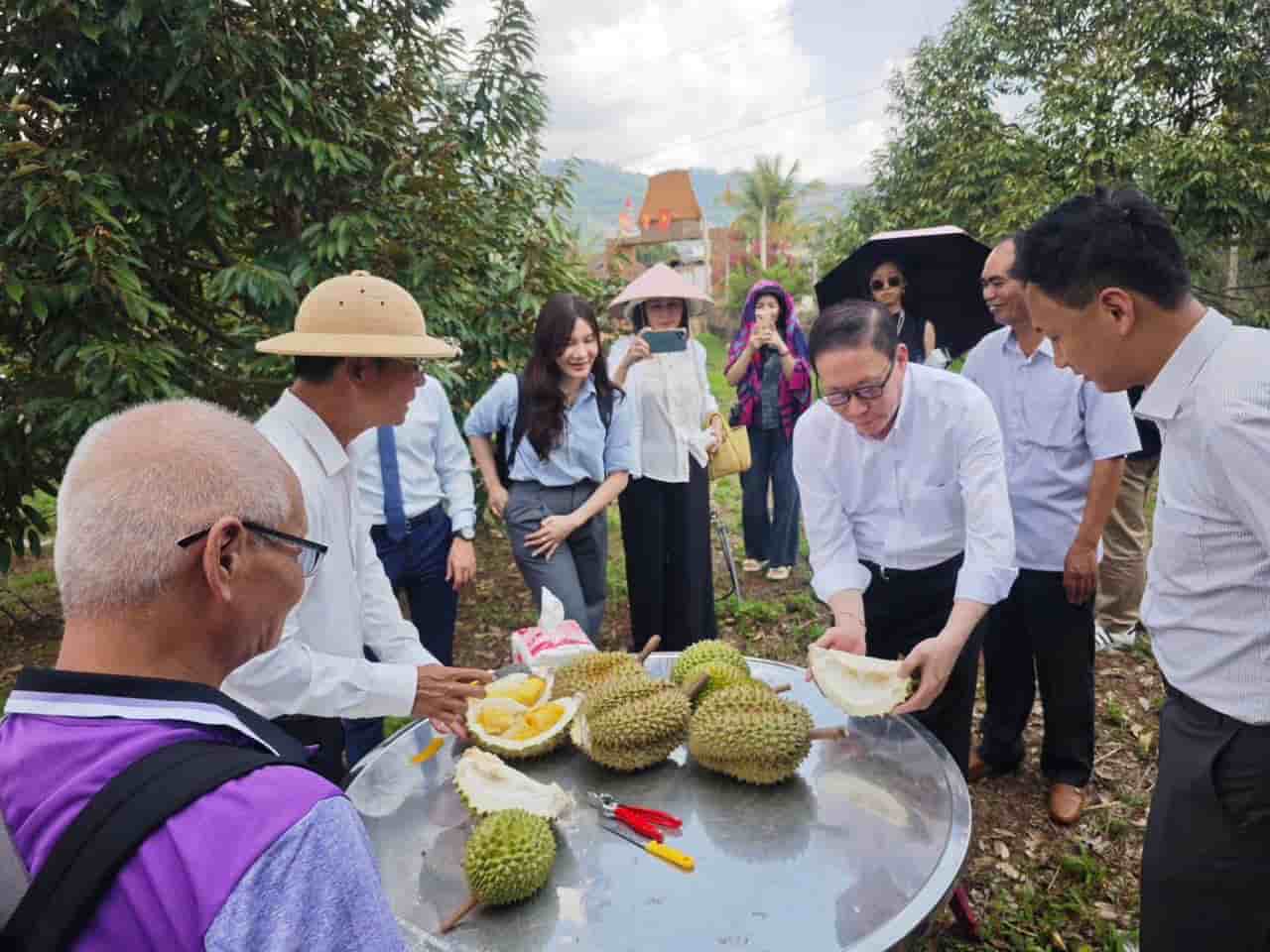 Tourists visit the organic farming model at Farmstay Sam Phat IaLy. Photo: Thanh Tuan