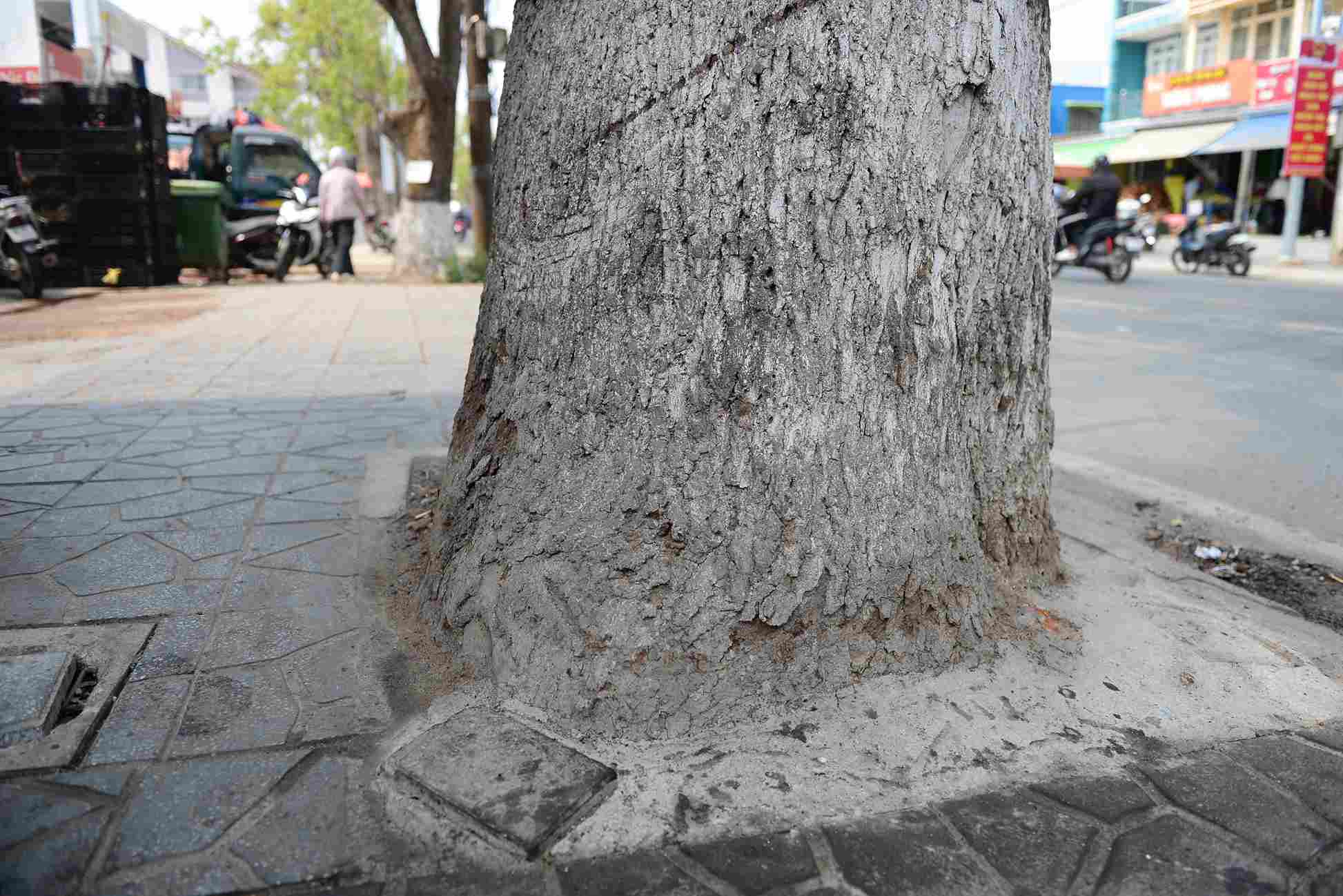 Long não là một trong những loại cây xanh đô thị được trồng nhiều ở Đà Lạt để tạo cảnh quan và che bóng mát. Ảnh: Phúc Khánh 