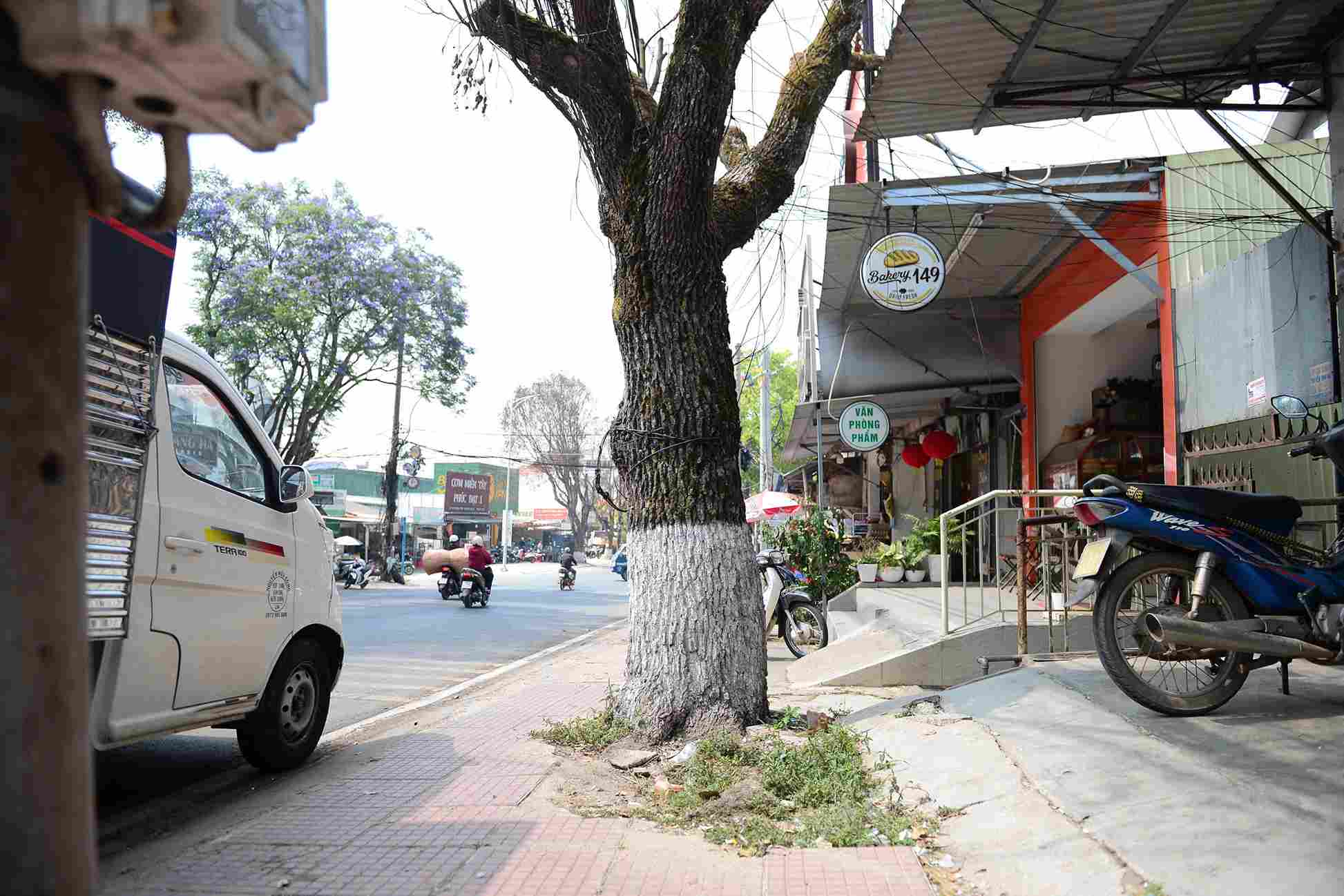 Ghi nhận có khoảng 15 cây long não hàng chục năm tuổi 2 bên đường Phù Đông Thiên Vương (Đà Lạt) bị chết khô. Ảnh: Phúc Khánh 