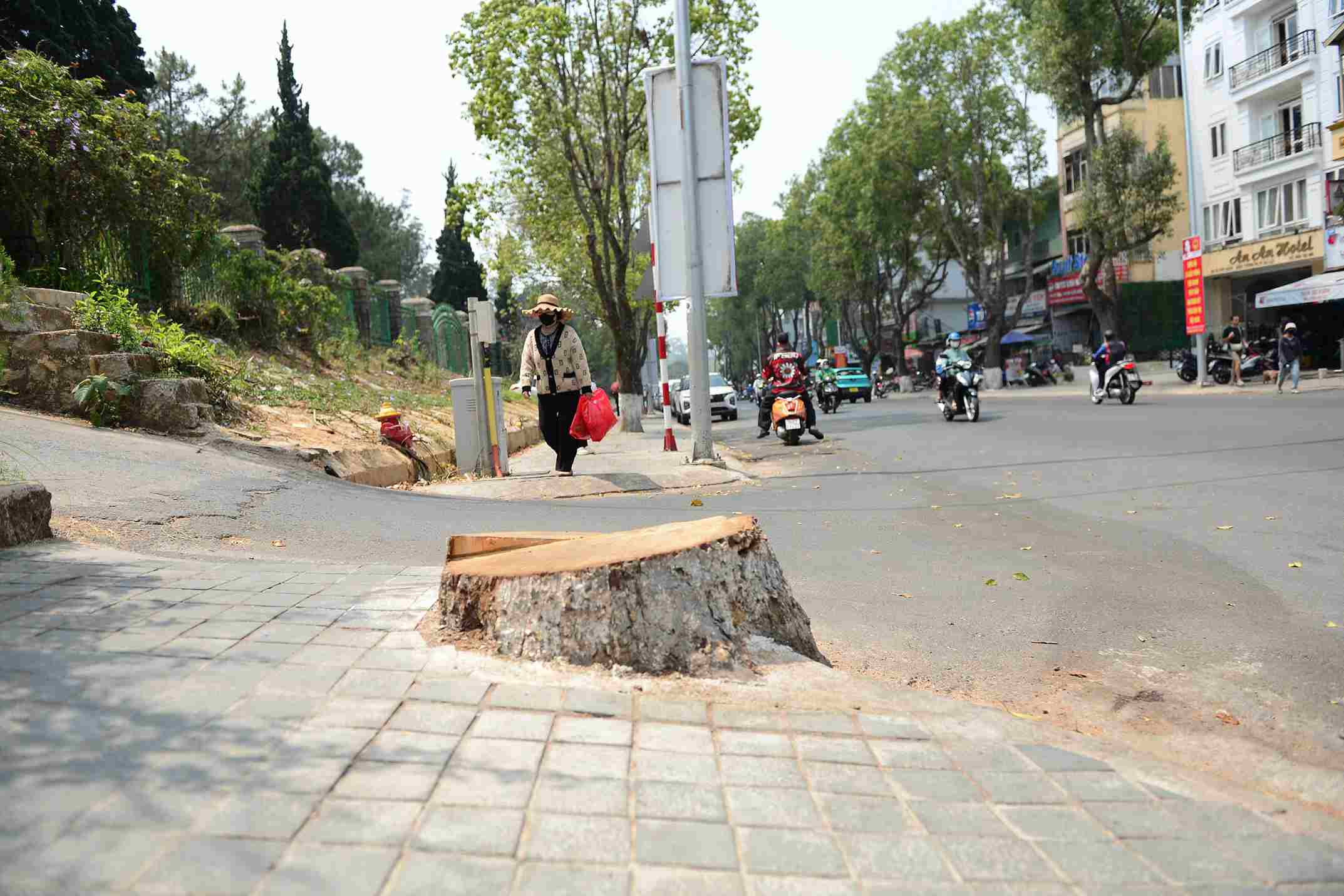 Một cây long não bị chết đã được cơ quan chức năng cưa hạ để phòng chống ngã đổ. Ảnh: Phúc Khánh 
