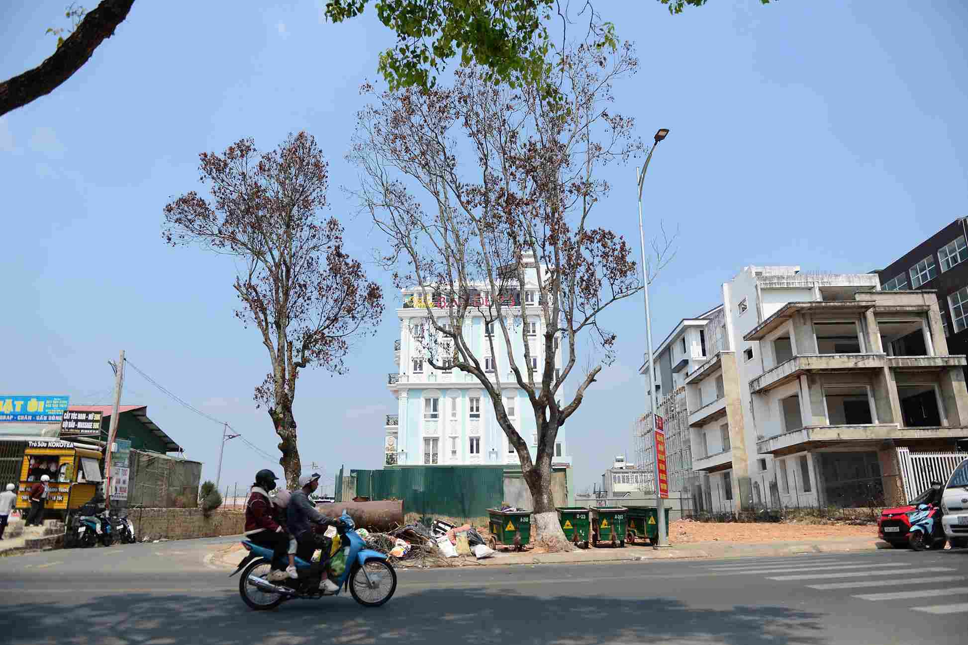 A series of camphor trees on Phu Dong Thien Vuong street (Da Lat) are dying. Photo: Phuc Khanh