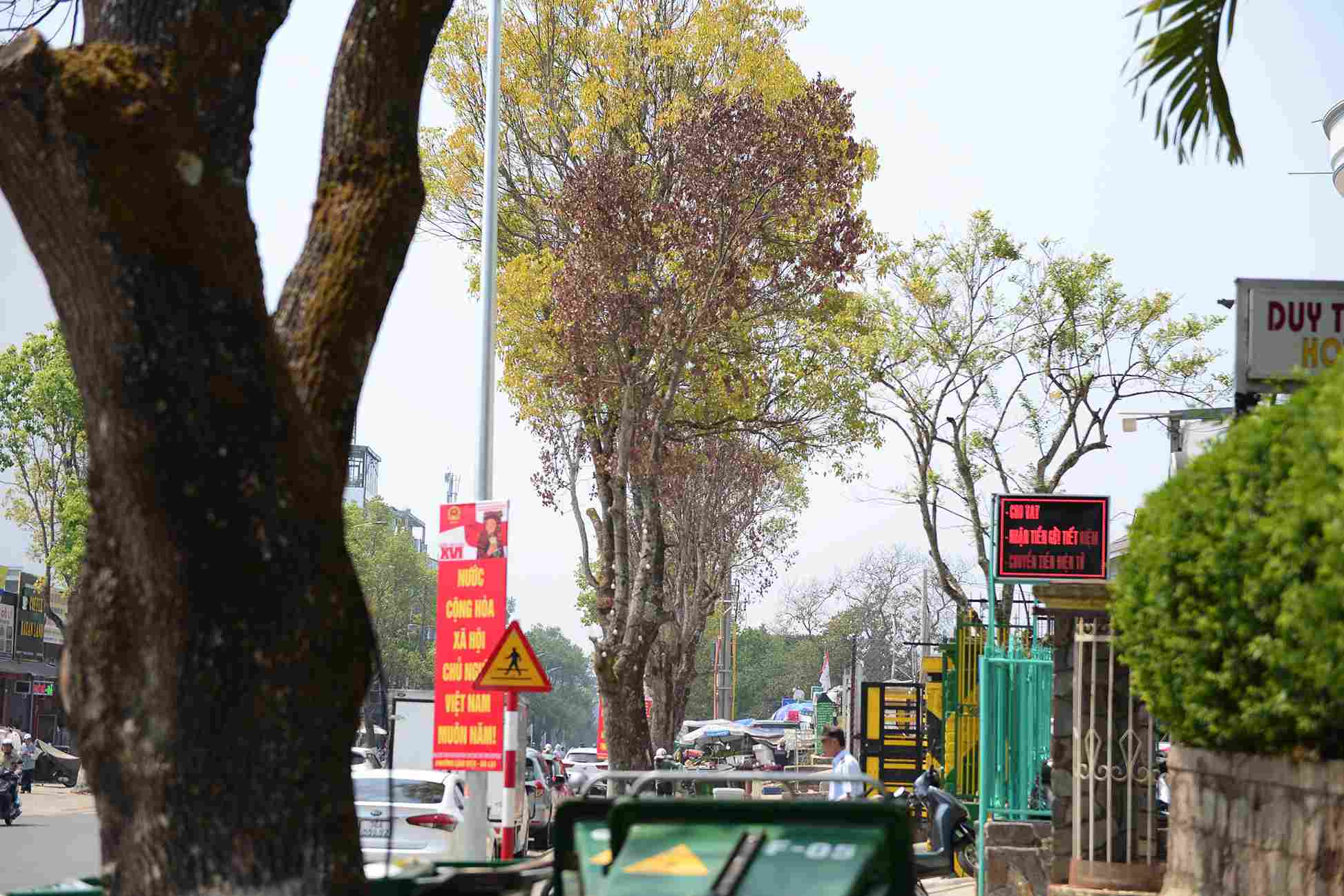 Hàng loạt cây long não nhiều năm tuổi chết khô trên đường Phù Đổng Thiên Vương. Ảnh: Phúc Khánh 